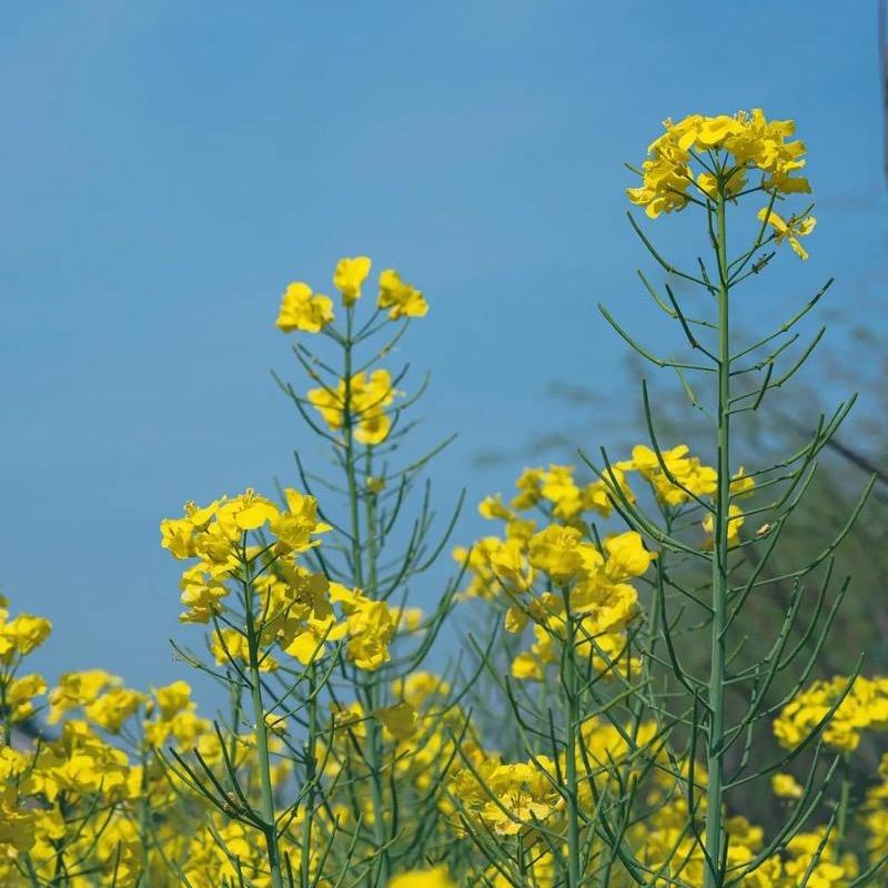 驰睿粮油工厂直销