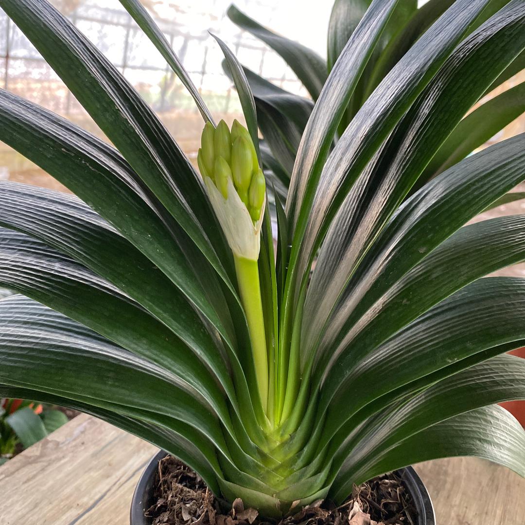 霖霖君子兰花卉