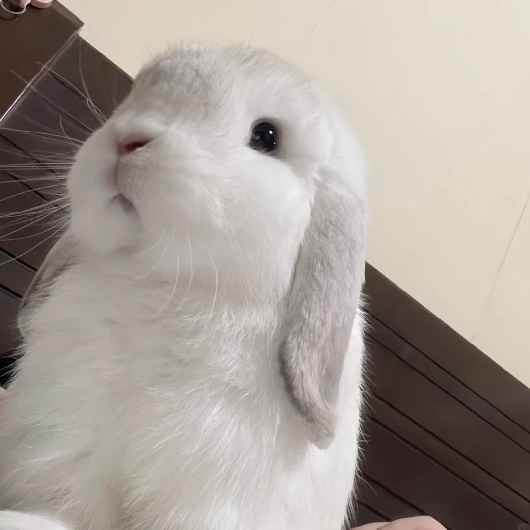 小树-