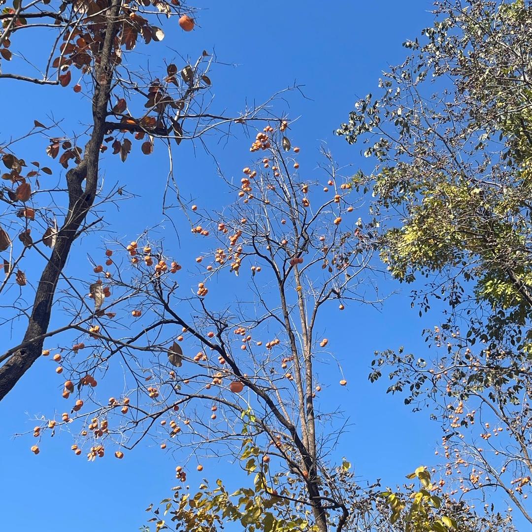 太阳高高挂