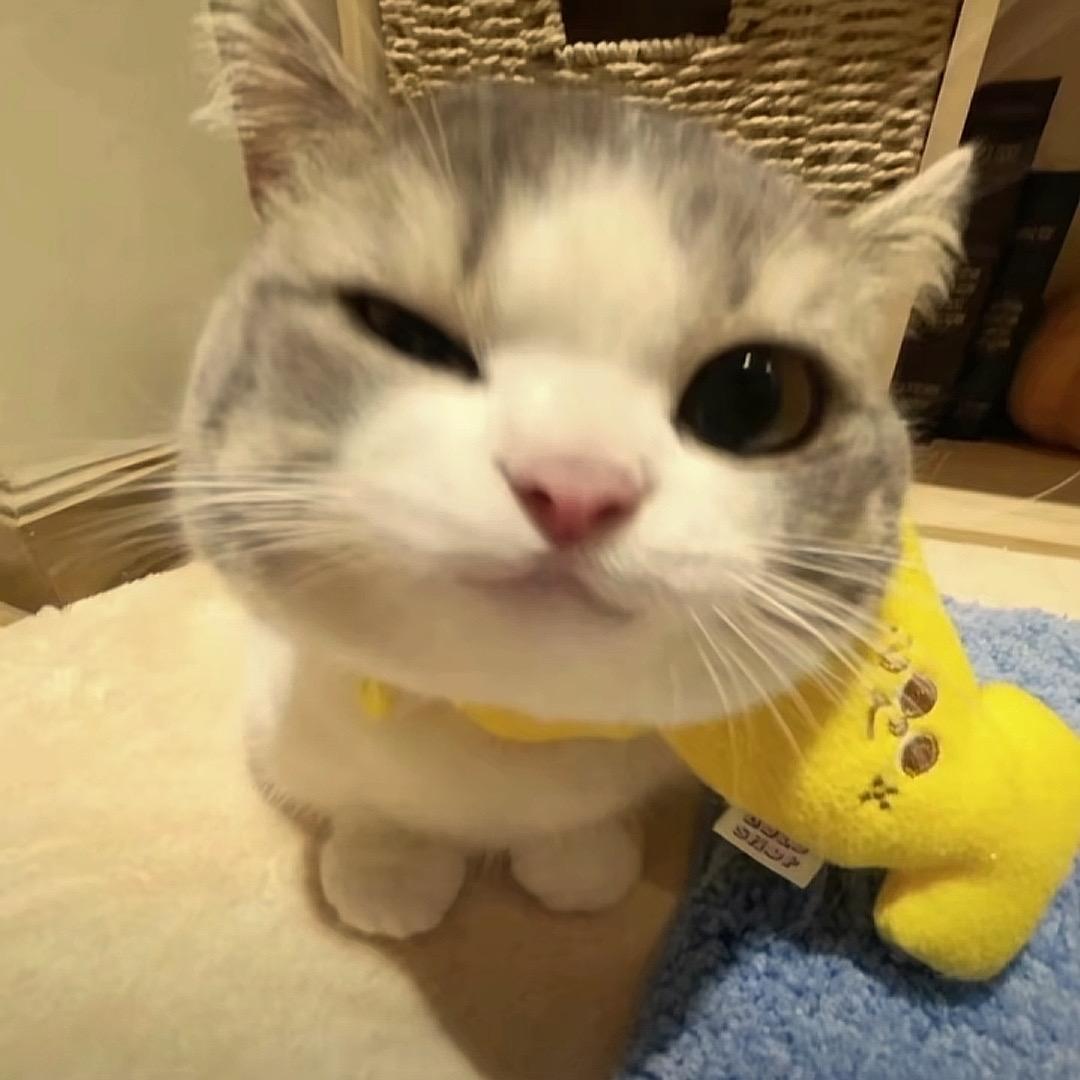 菜叶