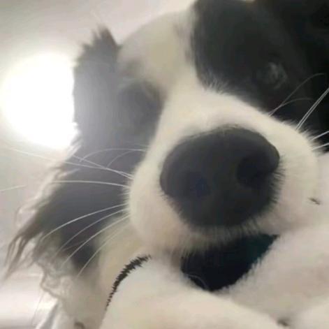 超级无敌偏执狂。