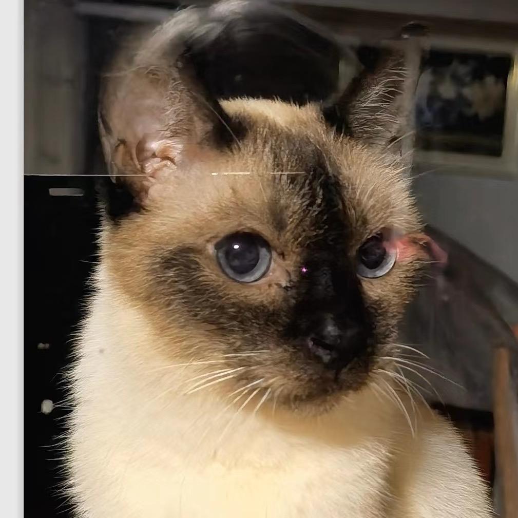 招财猫的Neverland