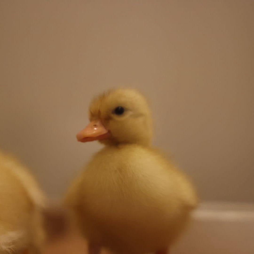 泰泰柯尔鸭