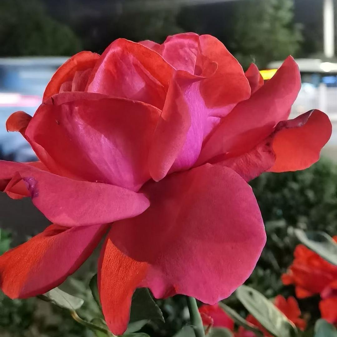 花开富贵098