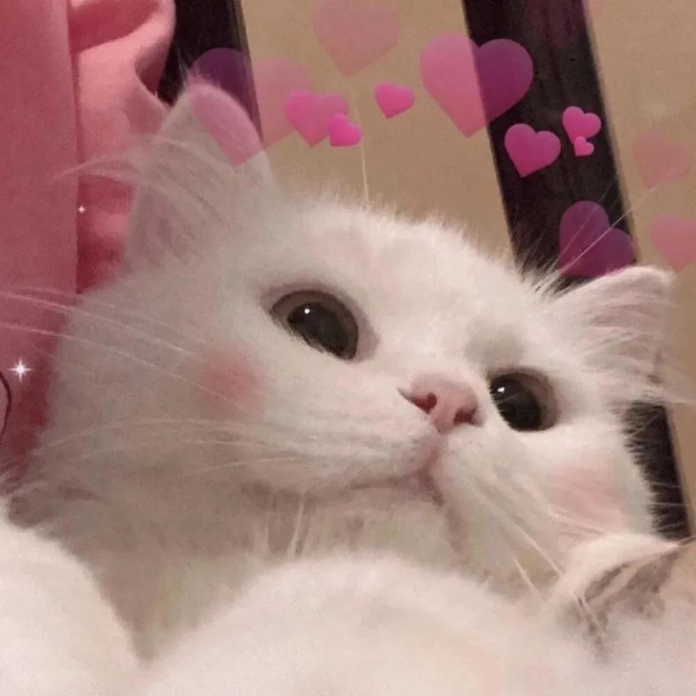 四婚读懂人生（社恐版💜