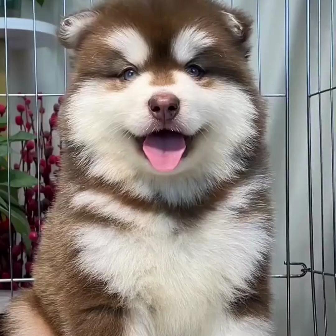 慧宠犬舍
