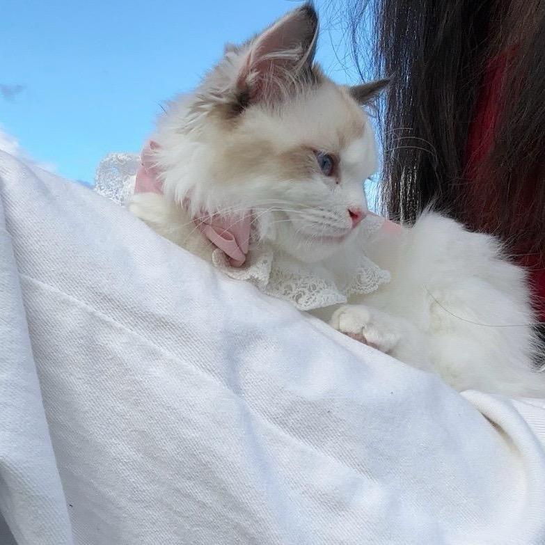家有布偶喵ʜᴀᴘᴘʏ̆̈ ～ 🐾