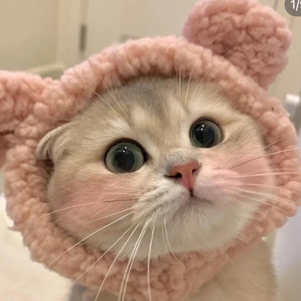 爱吃鱼的猫