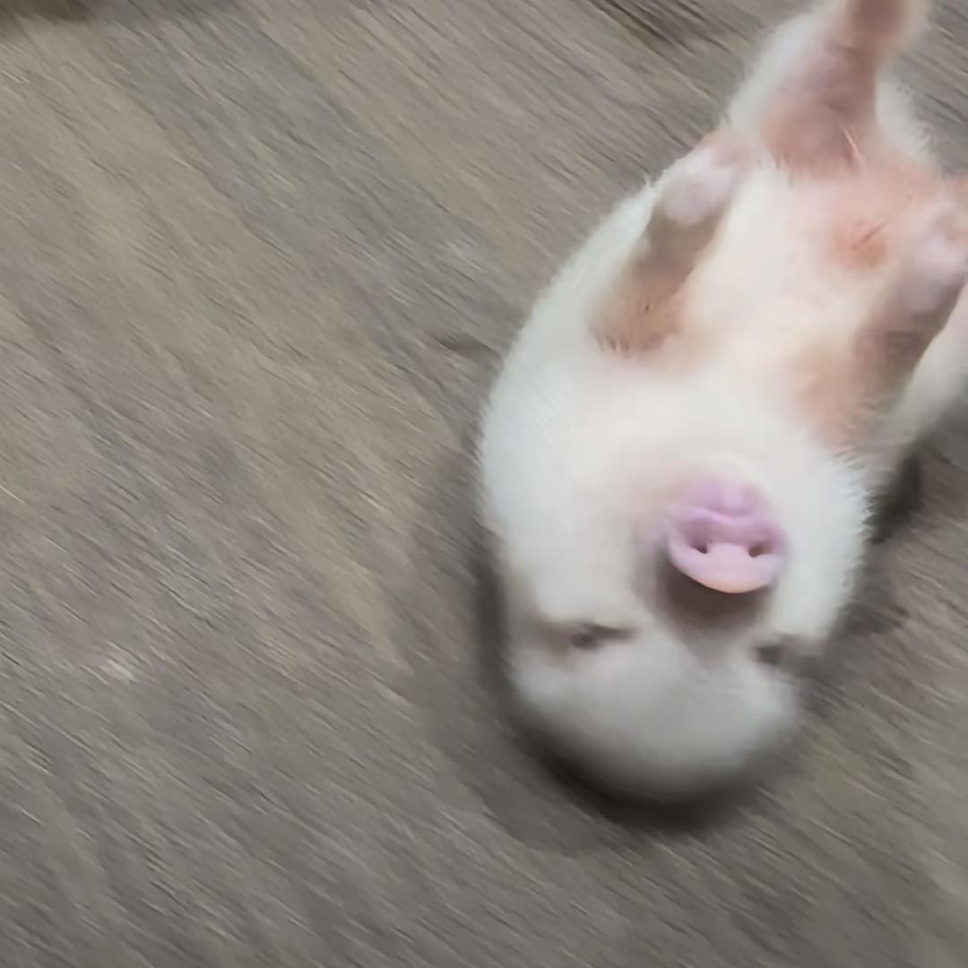 我是一只小猪猪谁都不能攻击我