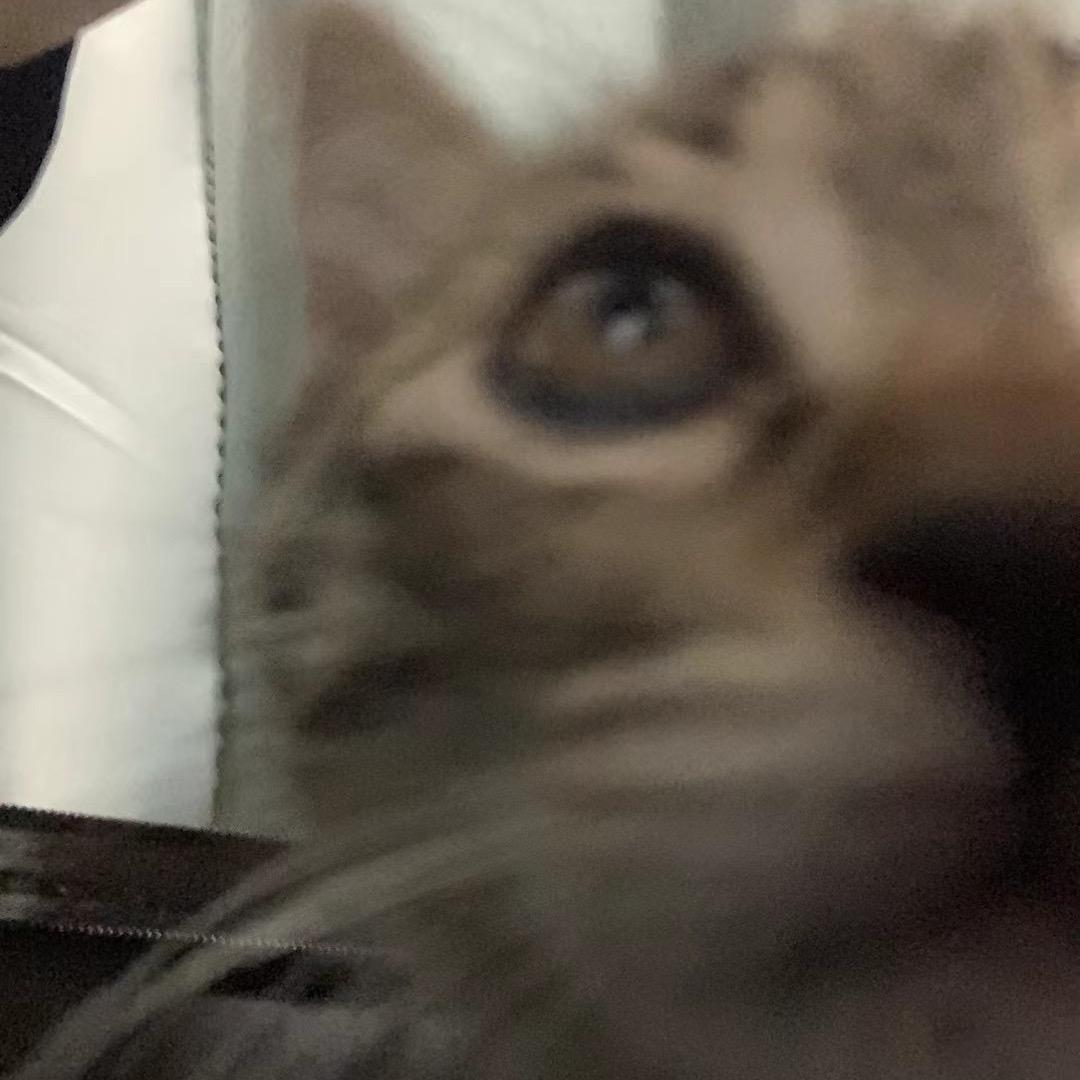 Belugaaa