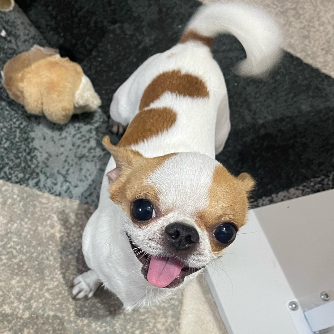 小小爱丽芬
