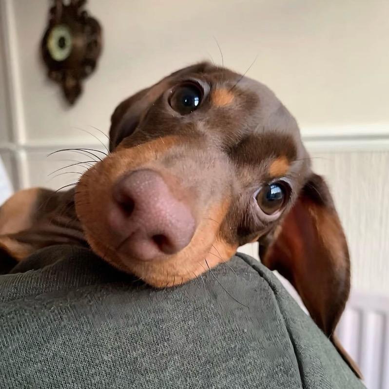 腊肠肠犬舍