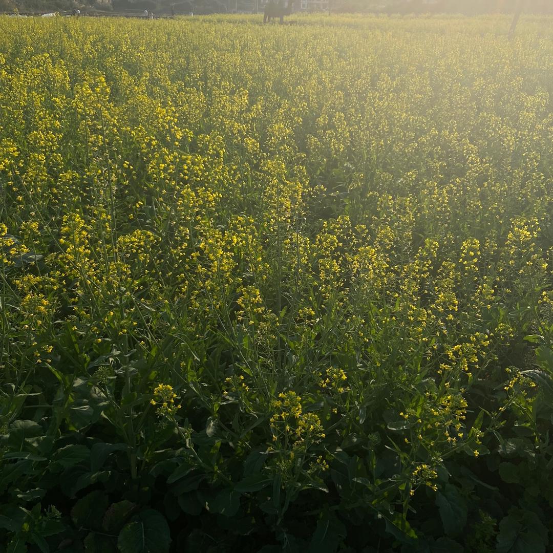 小助理