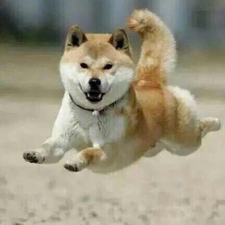 -狗哥