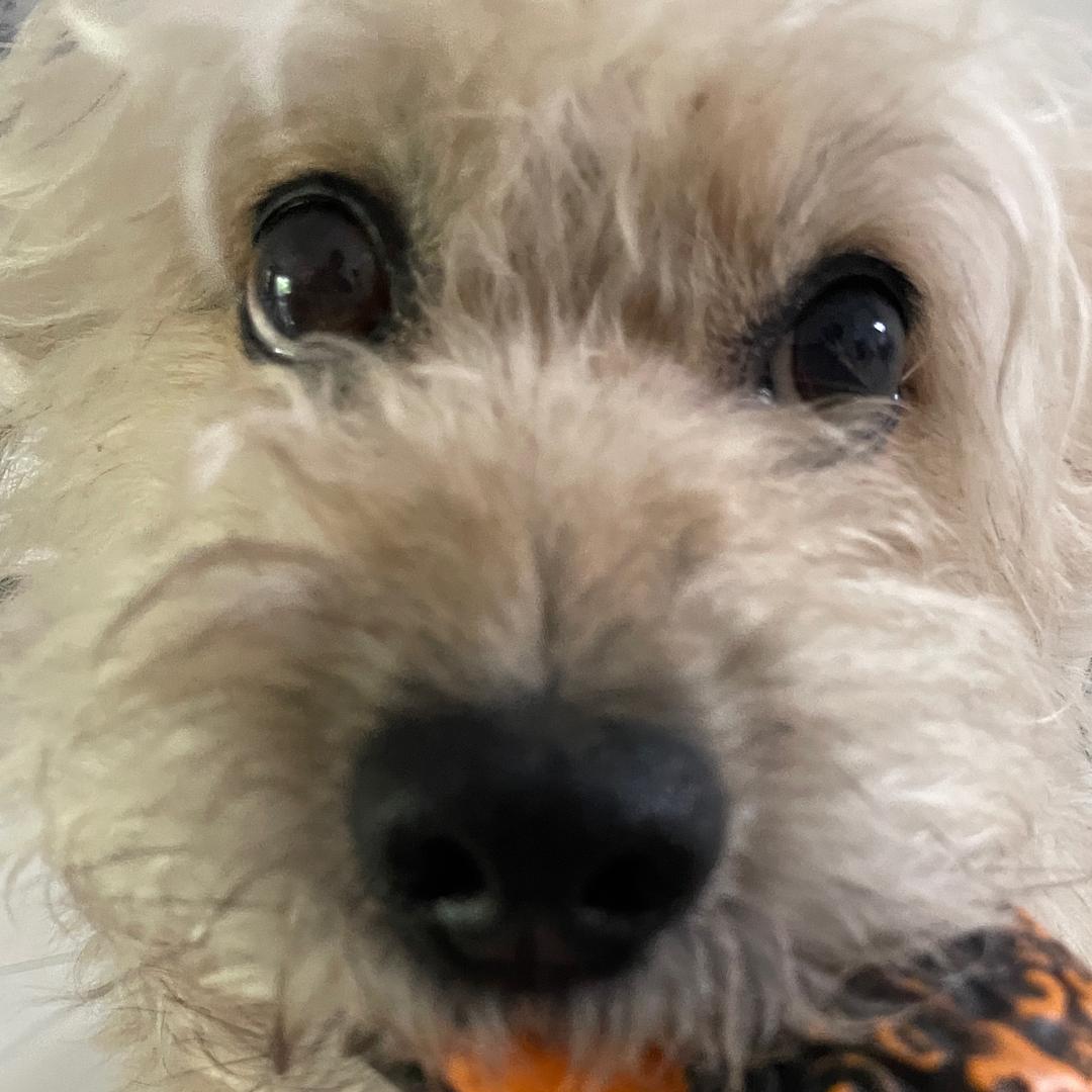 💫Amber🐶和小卷福🐶