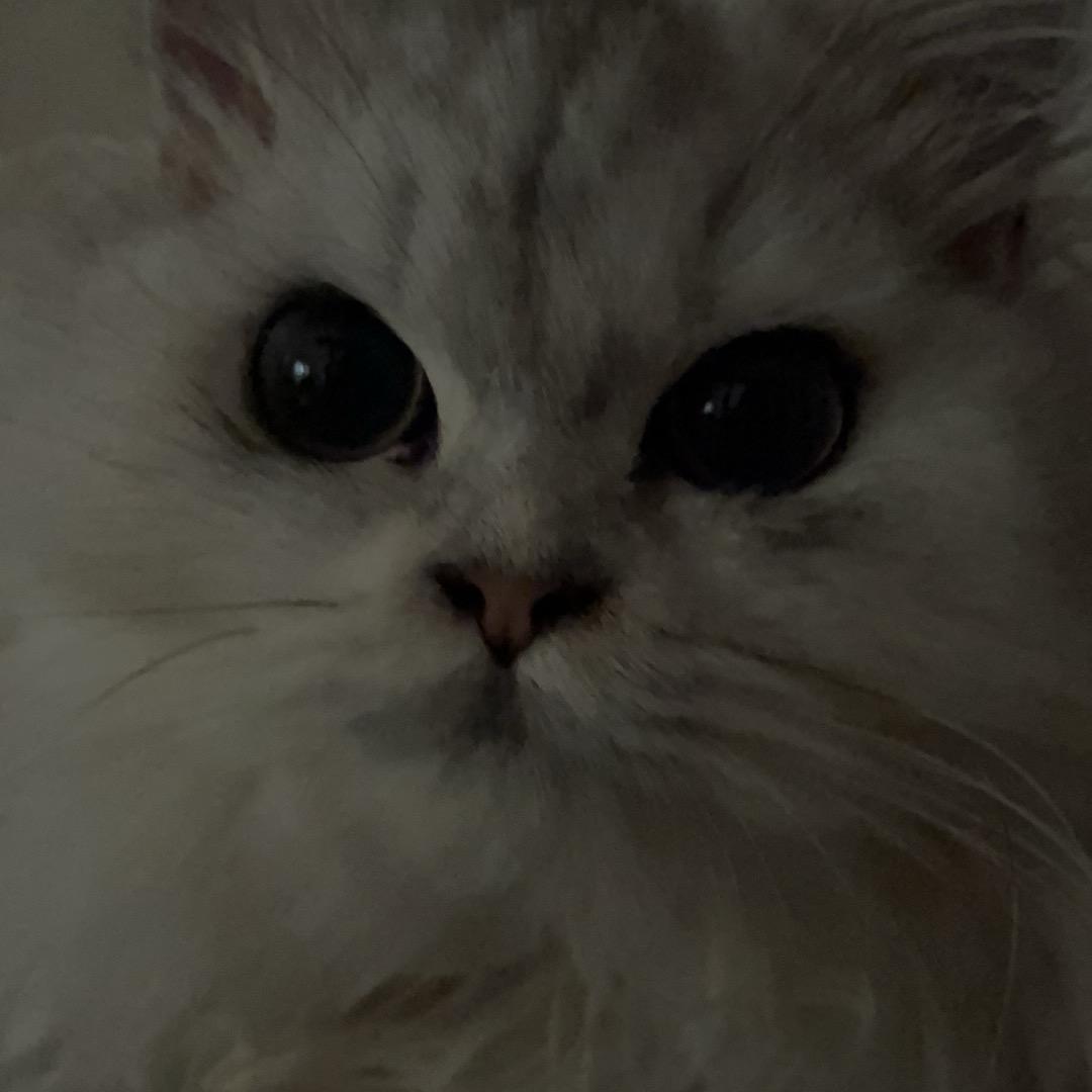 Yareli（三角洲）