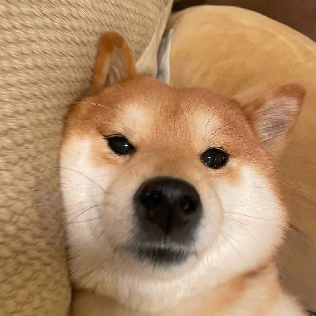 小猪卷饼