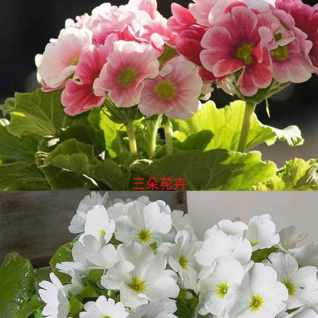 胖妮的花园