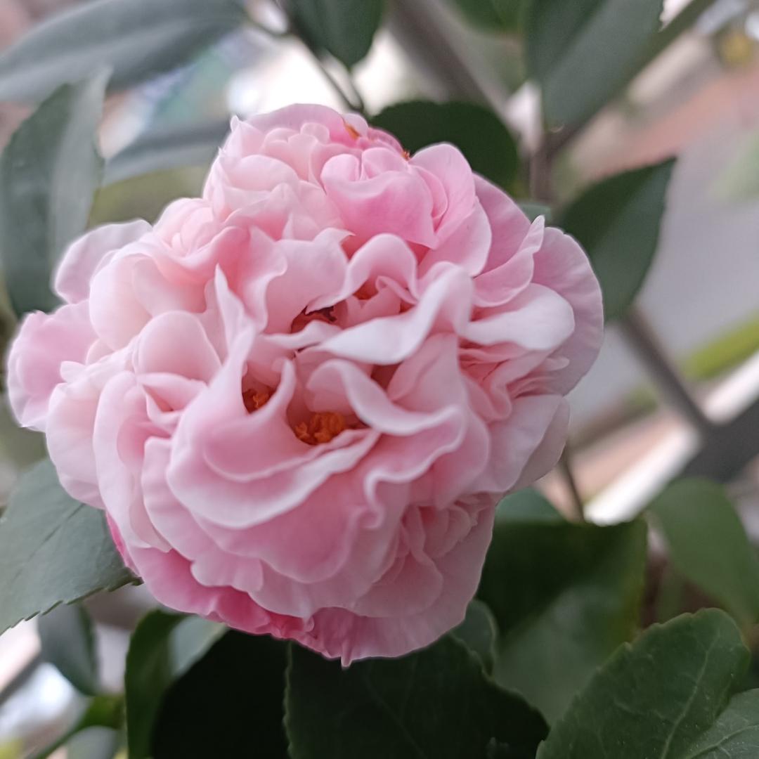 风中蔷薇（橱窗好物）