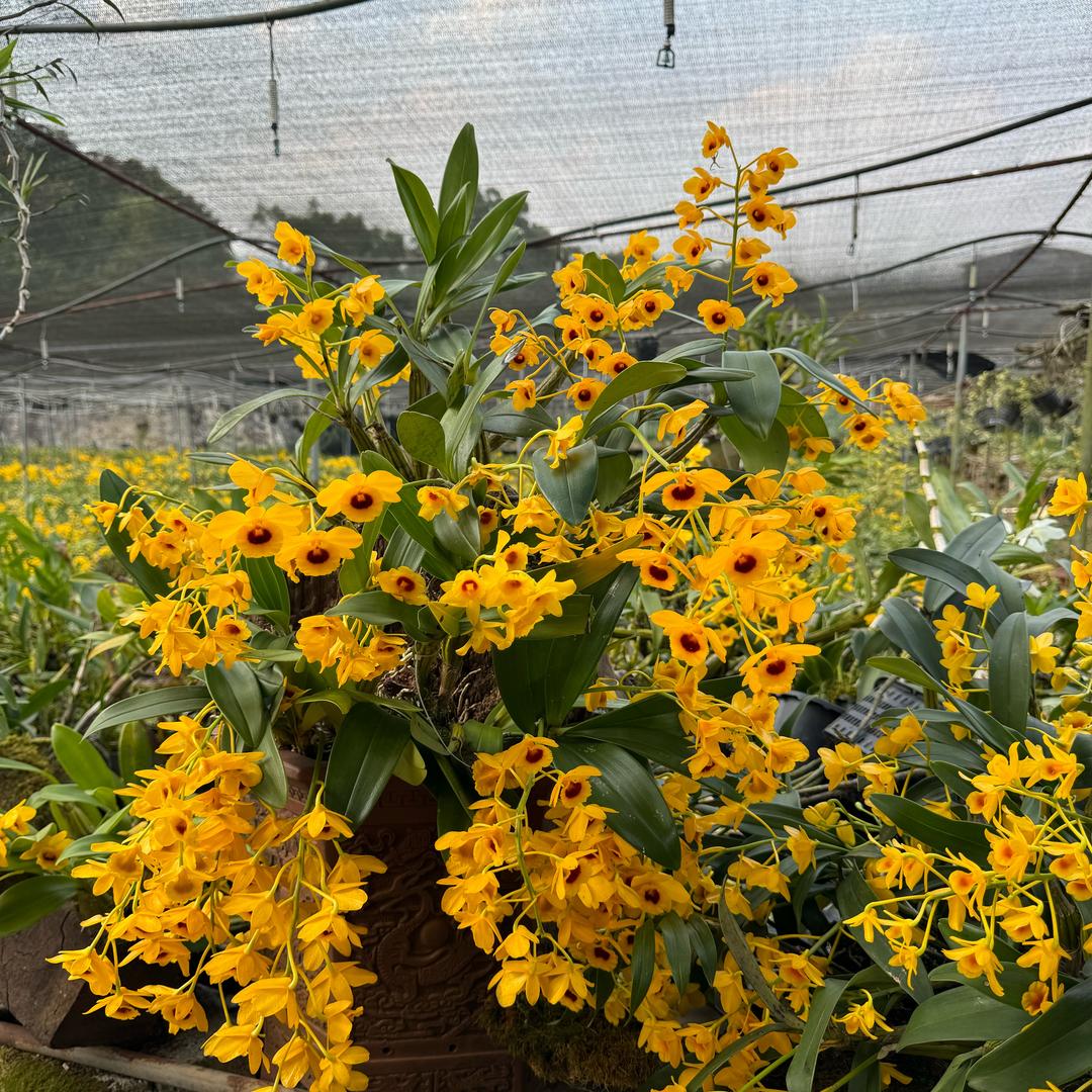 宁洱玉珍花卉园