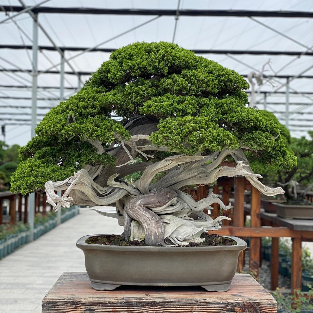 阿亮盆景园