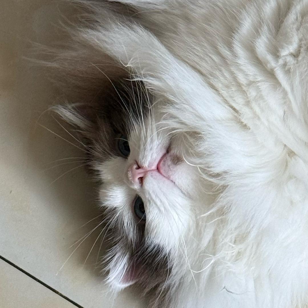 小布💕-哇ggg