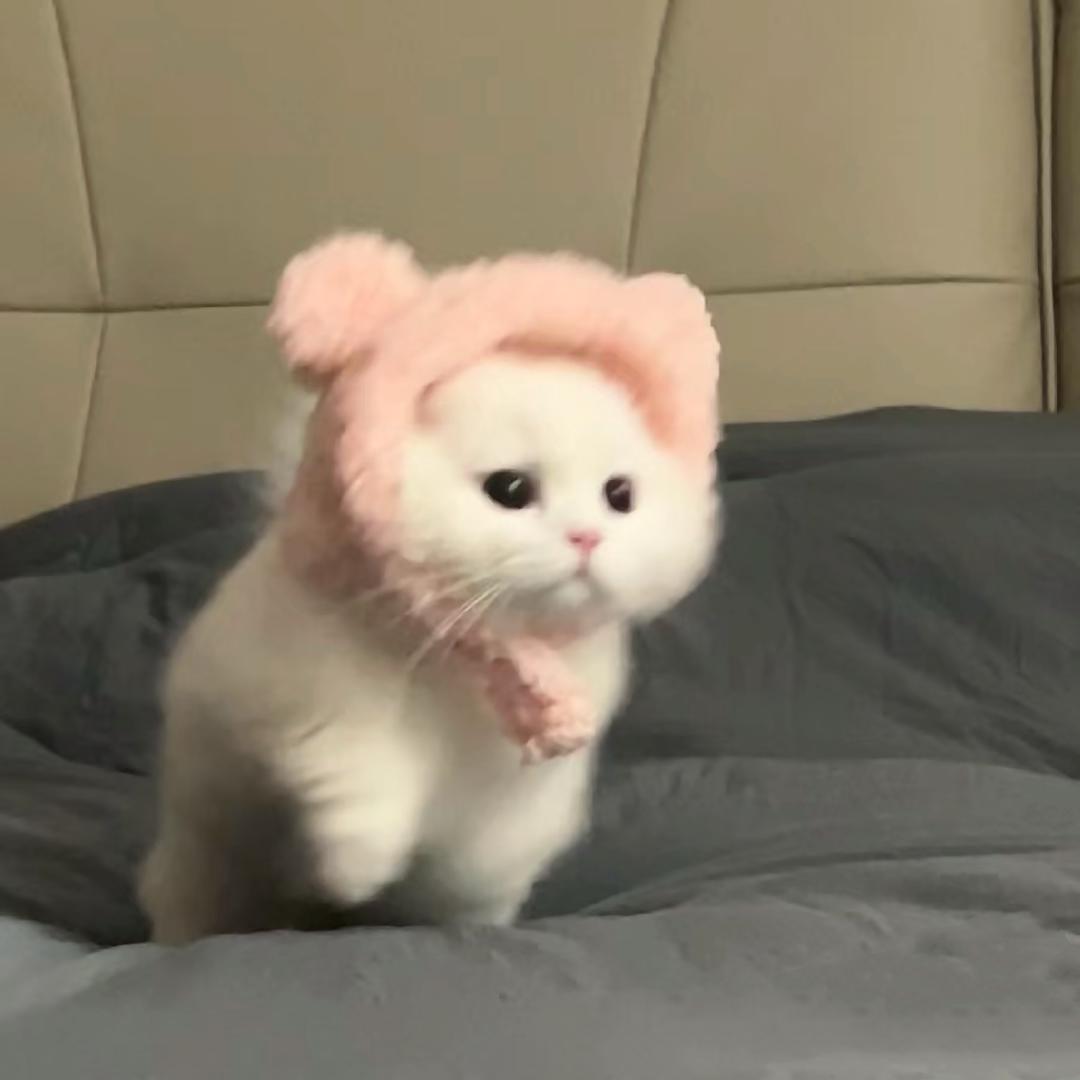 棠苏