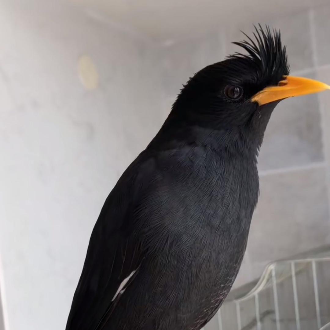 越林八哥
