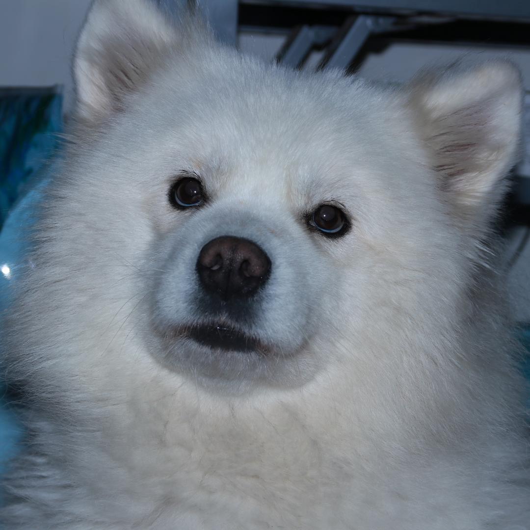 小灰灰๑╹◡╹)ﾉ