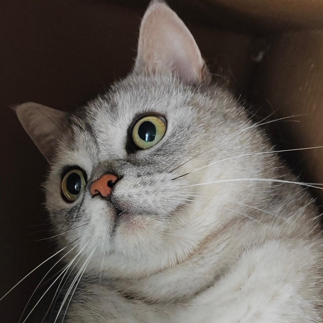 猪宝崽
