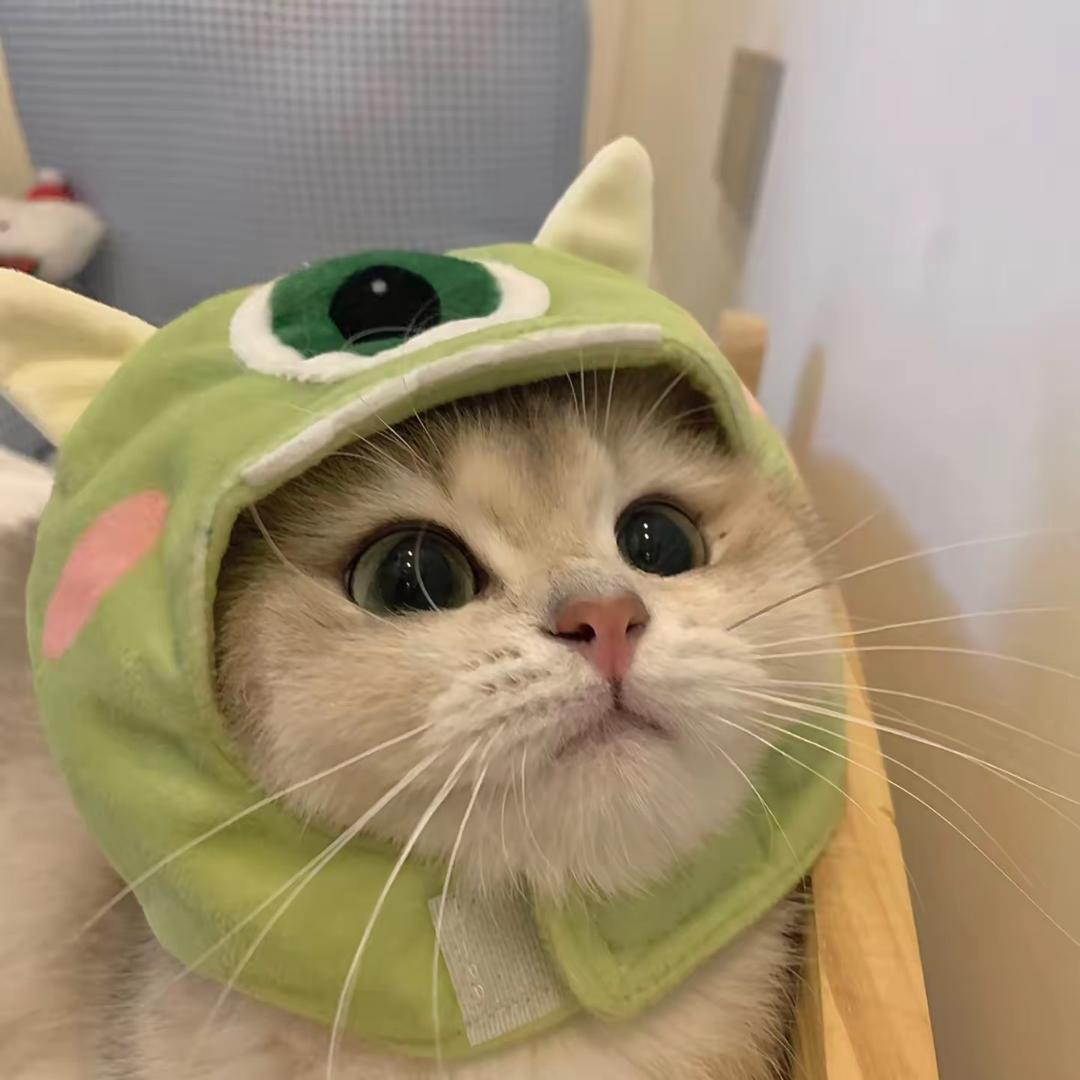 猫愛🐬