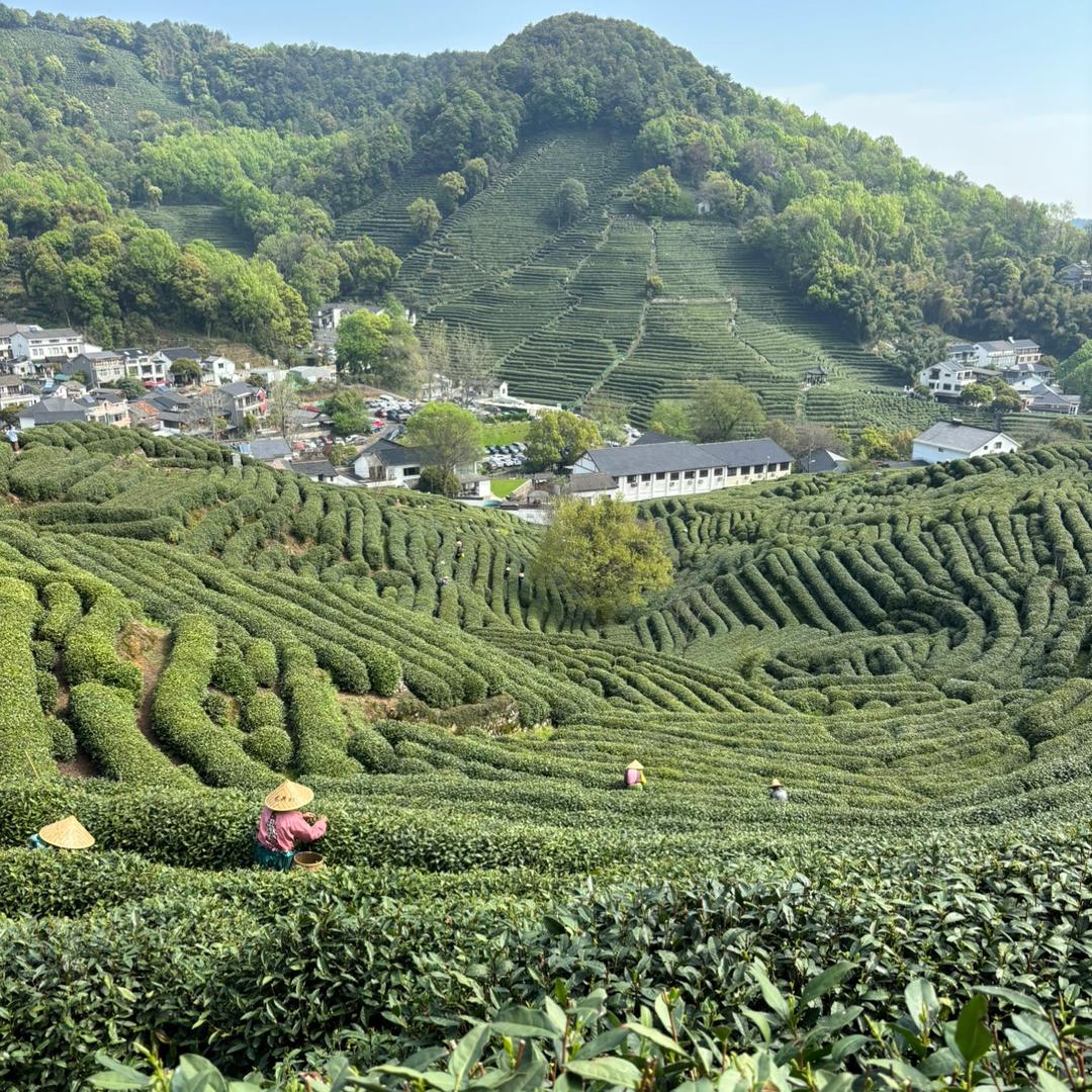 寻访西湖名茶