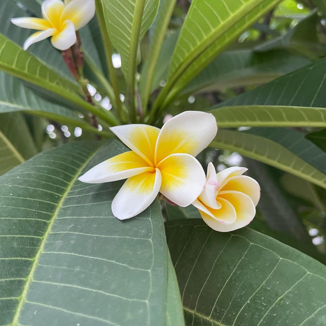 林业设计小芳