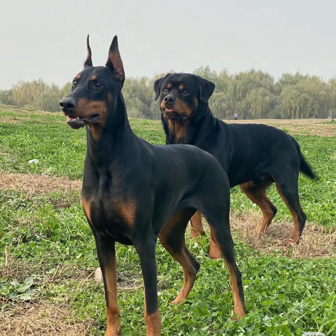 神犬爱养狗