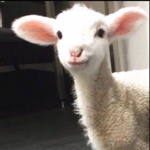 關你咩事啊🐑