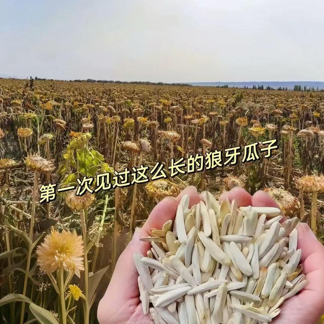 婷婷坚果
