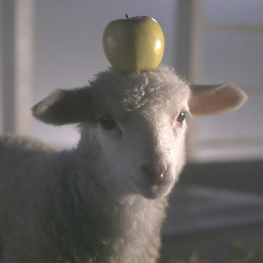 见义勇为的龙虾