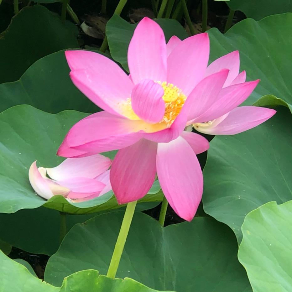 轻煮岁月，慢煮茶