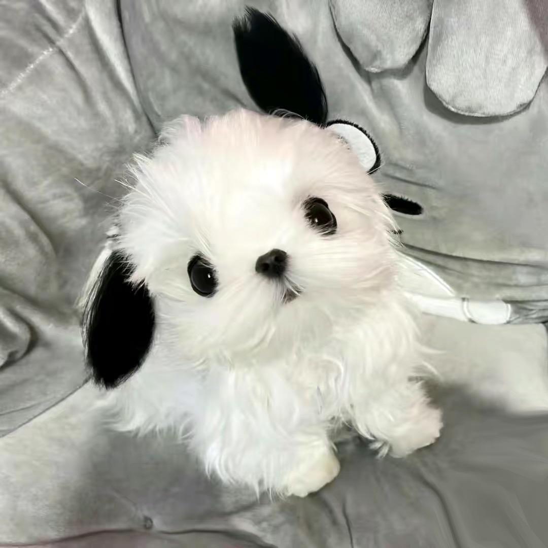 泥八八xx_