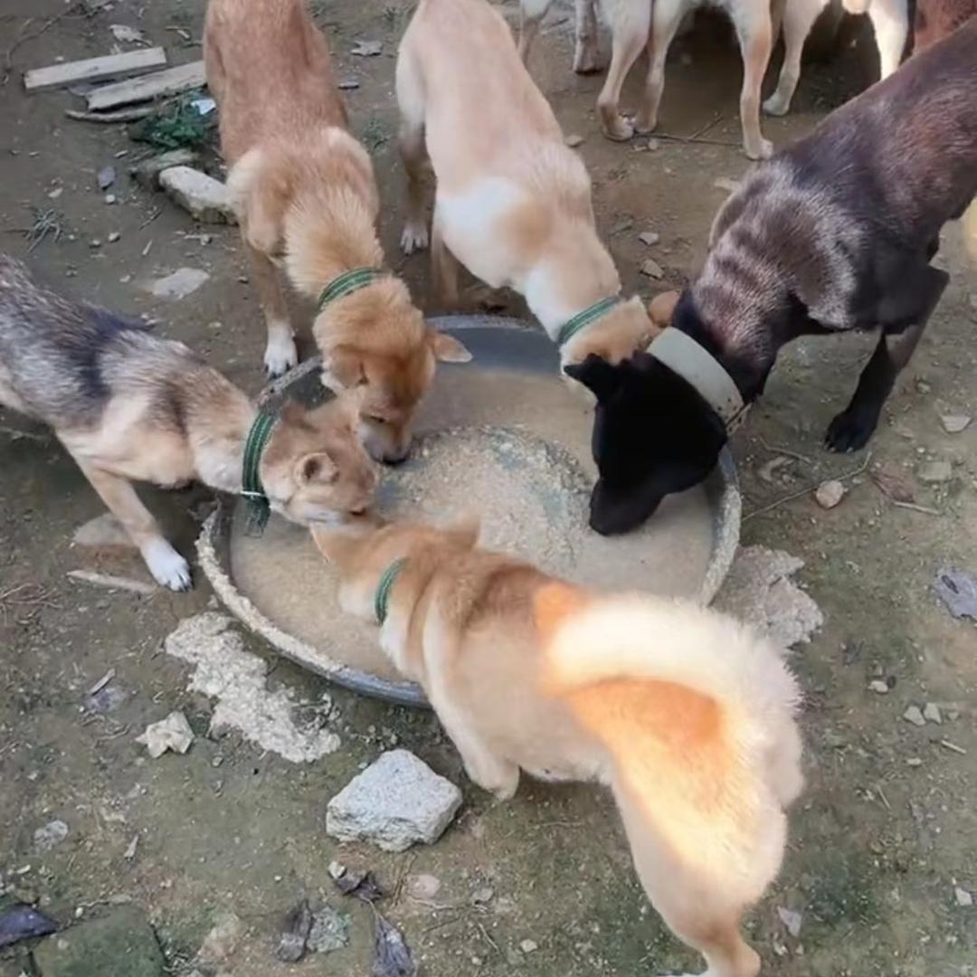 养殖小何