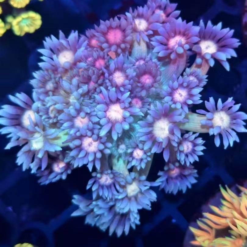 小香的海洋世界