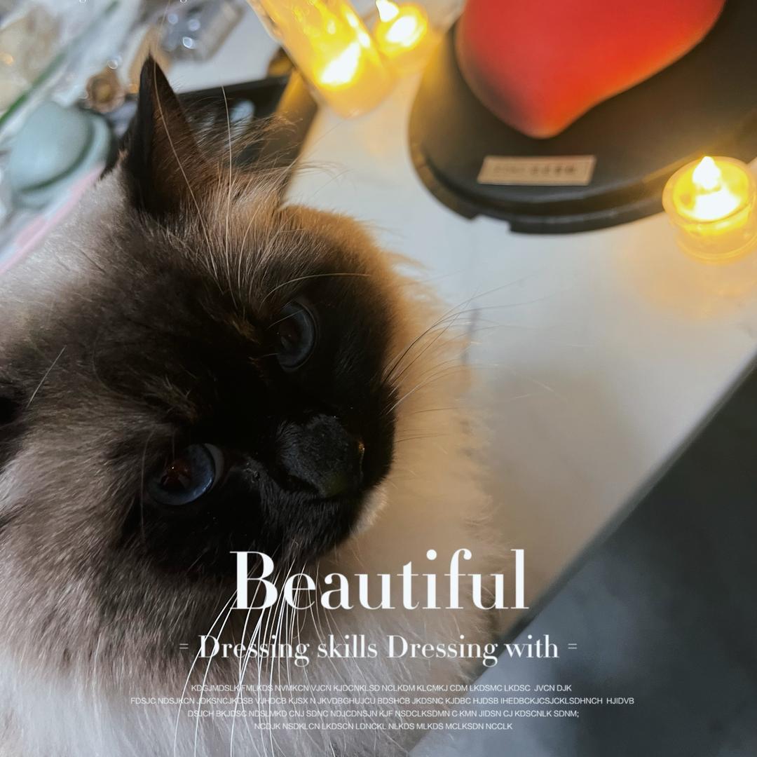 坦克是只猫