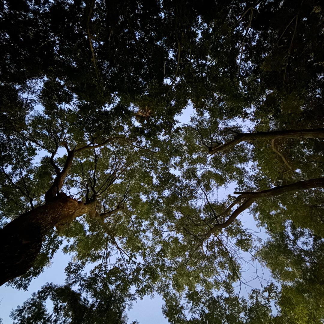 小鱼