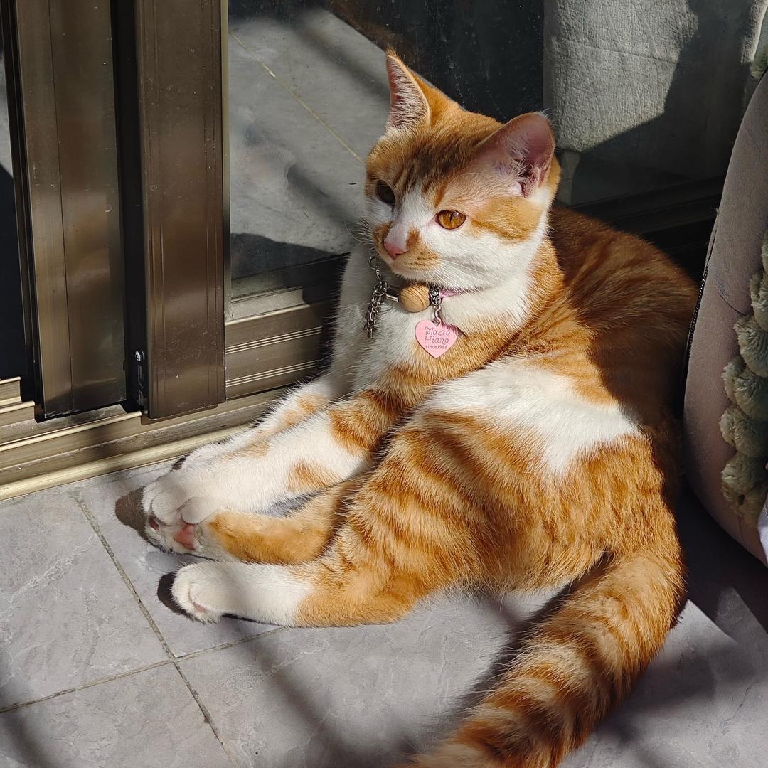 🌈朱朱是只猫🍓