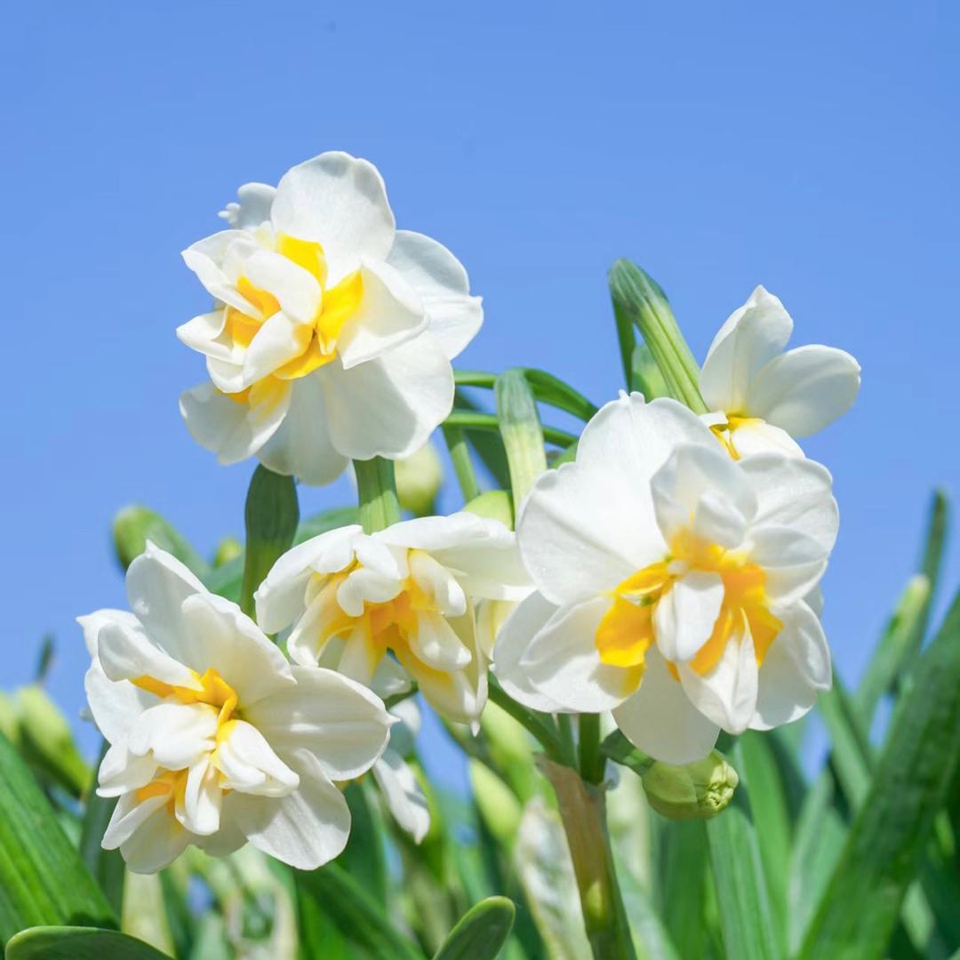绿草花林