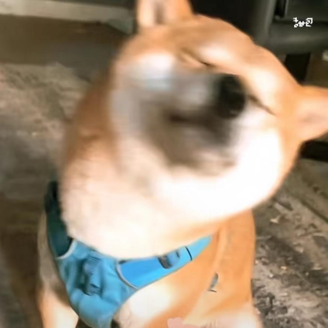 不加糖也很甜