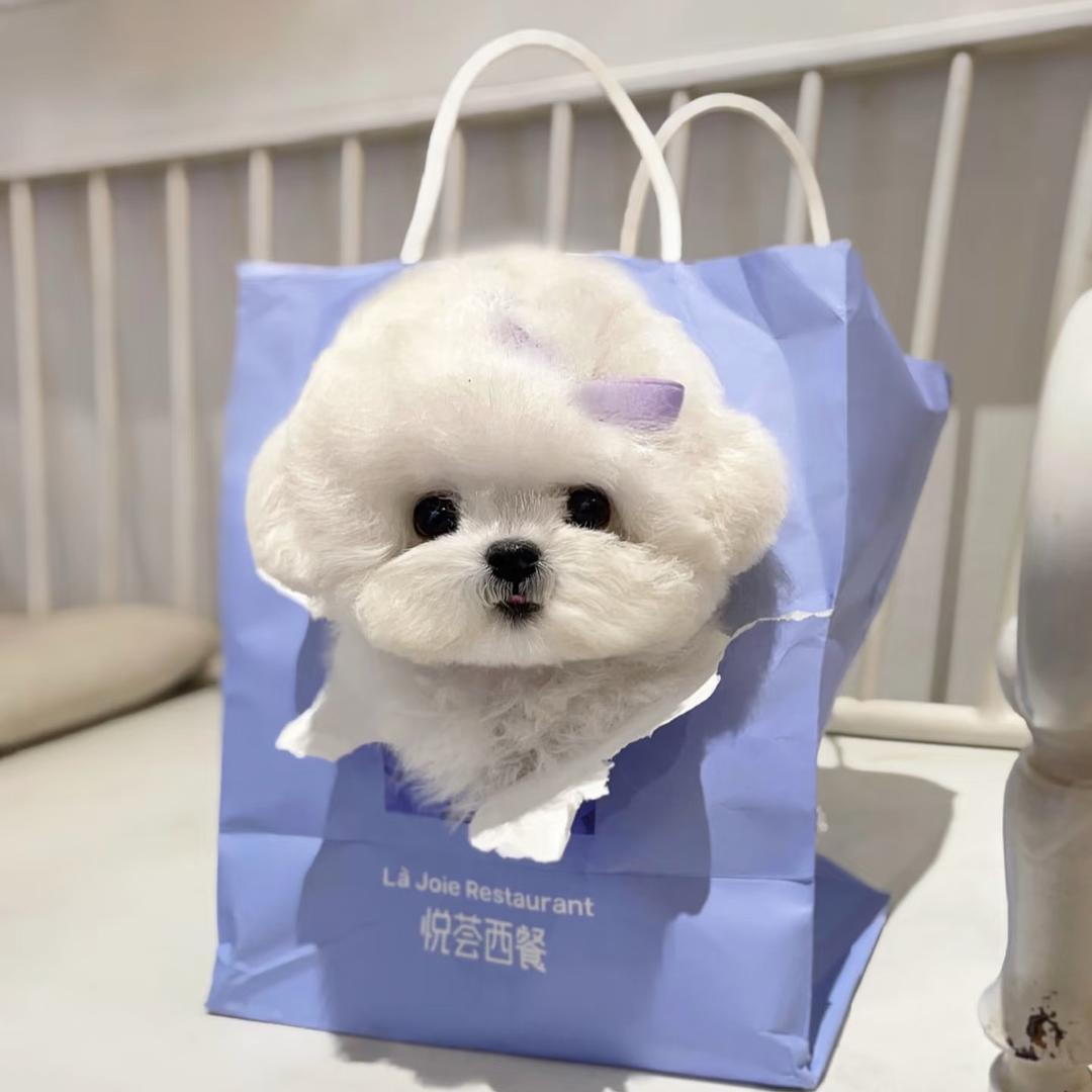 冉总家小比熊💗