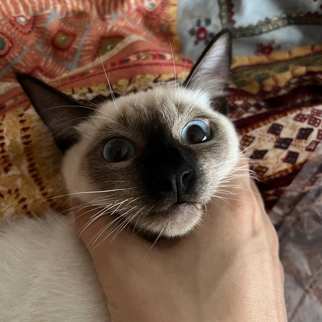 ༺༃ঌ𓆩Dove℘Nana𓆪໒༃༻