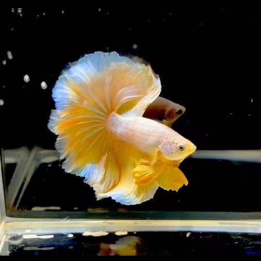 小高水族日记
